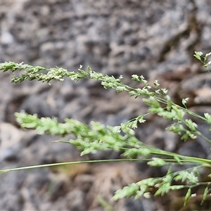 Poa sieberiana at Bungonia, NSW - 17 Nov 2024 12:04 PM