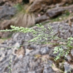 Poa sieberiana at Bungonia, NSW - 17 Nov 2024 12:04 PM