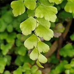 Adiantum aethiopicum (Common Maidenhair Fern) - 1 Jan 1900 by trevorpreston