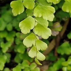 Adiantum aethiopicum (Common Maidenhair Fern) at Bungonia, NSW - 17 Nov 2024 by trevorpreston