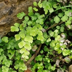 Adiantum aethiopicum at Bungonia, NSW - suppressed