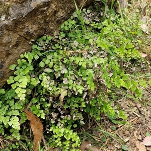 Adiantum aethiopicum at Bungonia, NSW - 17 Nov 2024