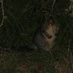 Trichosurus vulpecula (Common Brushtail Possum) at Freshwater Creek, VIC - 4 Nov 2024 by WendyEM