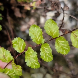 Asplenium flabellifolium at Bungonia, NSW - 17 Nov 2024