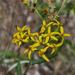 Senecio linearifolius (Fireweed Groundsel, Fireweed) at Bungonia, NSW - 17 Nov 2024 by trevorpreston