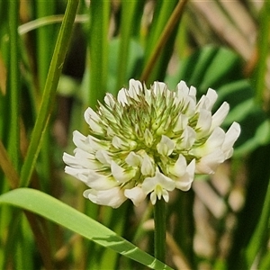 Trifolium repens at Bungonia, NSW - 17 Nov 2024 11:07 AM