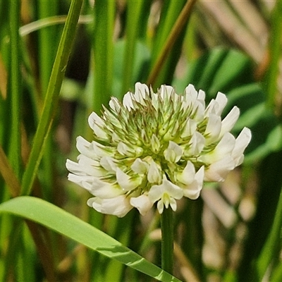 Trifolium repens (White Clover) at Bungonia, NSW - 17 Nov 2024 by trevorpreston