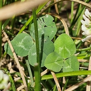 Trifolium repens at Bungonia, NSW - 17 Nov 2024 11:07 AM