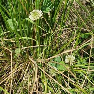 Trifolium repens at Bungonia, NSW - 17 Nov 2024 11:07 AM