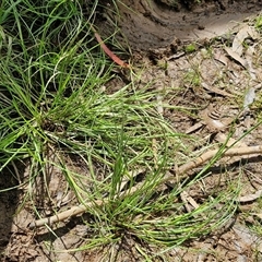 Juncus articulatus subsp. articulatus (Jointed Rush) at Bungonia, NSW - 17 Nov 2024 by trevorpreston