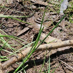 Juncus articulatus subsp. articulatus at Bungonia, NSW - 17 Nov 2024