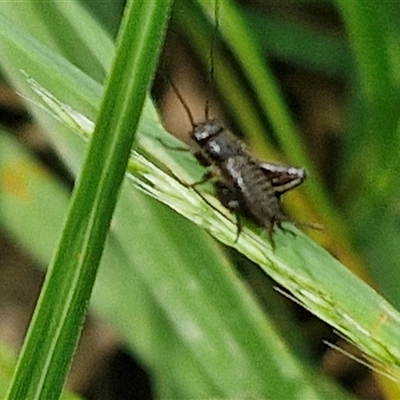 Bobilla sp. (genus) at Bungonia, NSW - 17 Nov 2024 by trevorpreston