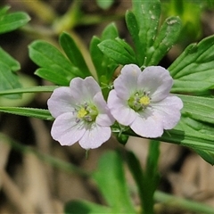 Geranium sp. Pleated sepals (D.E.Albrecht 4707) Vic. Herbarium (Naked Crane's-bill) at Bungonia, NSW - 17 Nov 2024 by trevorpreston