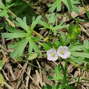 Geranium sp. Pleated sepals (D.E.Albrecht 4707) Vic. Herbarium at Bungonia, NSW - 17 Nov 2024 11:04 AM