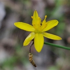 Tricoryne elatior (Yellow Rush Lily) at Bungonia, NSW - 16 Nov 2024 by trevorpreston