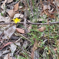 Tricoryne elatior at Bungonia, NSW - 17 Nov 2024 10:55 AM