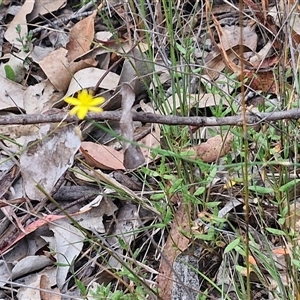 Tricoryne elatior at Bungonia, NSW - 17 Nov 2024 10:55 AM