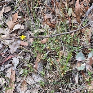 Tricoryne elatior at Bungonia, NSW - 17 Nov 2024 10:55 AM