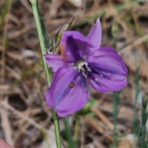 Arthropodium fimbriatum at Bungonia, NSW - 17 Nov 2024