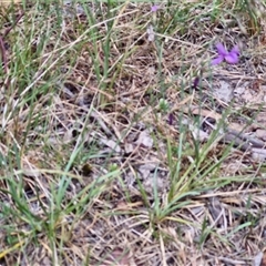 Arthropodium fimbriatum at Bungonia, NSW - 17 Nov 2024 10:55 AM