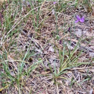 Arthropodium fimbriatum at Bungonia, NSW - 17 Nov 2024 10:55 AM