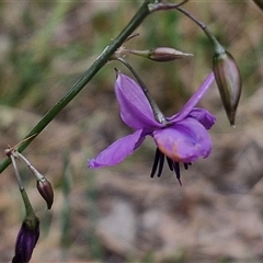 Arthropodium fimbriatum at Bungonia, NSW - 17 Nov 2024 10:55 AM