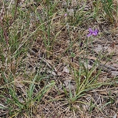 Arthropodium fimbriatum at Bungonia, NSW - 17 Nov 2024 10:55 AM