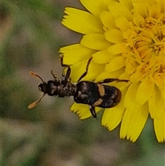 Eleale pulchra (Clerid beetle) at Bungonia, NSW - 16 Nov 2024 by trevorpreston