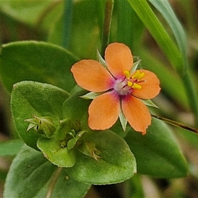 Lysimachia arvensis (Scarlet Pimpernel) at Bungonia, NSW - 16 Nov 2024 by trevorpreston