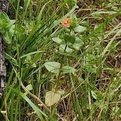 Lysimachia arvensis at Bungonia, NSW - 17 Nov 2024