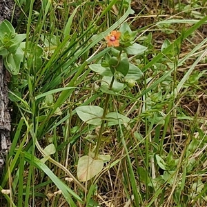 Lysimachia arvensis at Bungonia, NSW - 17 Nov 2024