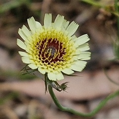 Tolpis barbata (Yellow Hawkweed) at Bungonia, NSW - 17 Nov 2024 by trevorpreston