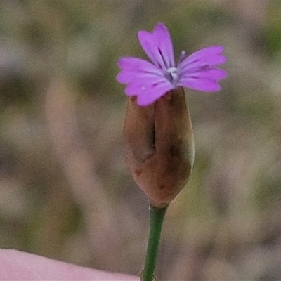 Petrorhagia nanteuilii (Proliferous Pink, Childling Pink) at Bungonia, NSW - 17 Nov 2024 by trevorpreston