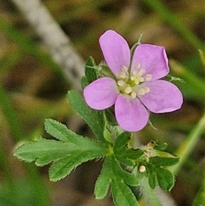 Geranium retrorsum at Bungonia, NSW - 17 Nov 2024 10:49 AM