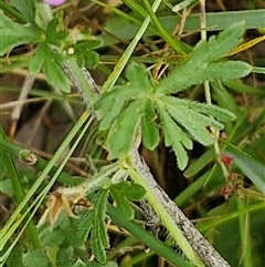 Geranium retrorsum at Bungonia, NSW - 17 Nov 2024 10:49 AM