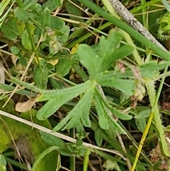 Geranium retrorsum at Bungonia, NSW - 17 Nov 2024 10:49 AM