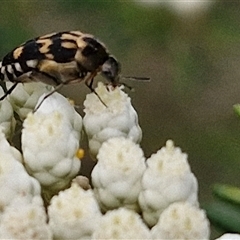 Hoshihananomia leucosticta (Pintail or Tumbling flower beetle) at Bungonia, NSW - 17 Nov 2024 by trevorpreston