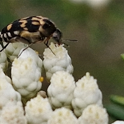 Hoshihananomia leucosticta (Pintail or Tumbling flower beetle) at Bungonia, NSW - 17 Nov 2024 by trevorpreston