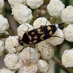 Hoshihananomia leucosticta at Bungonia, NSW - 17 Nov 2024