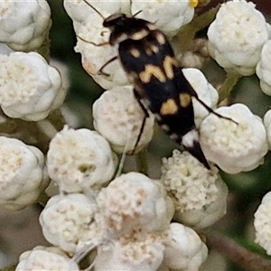 Hoshihananomia leucosticta at Bungonia, NSW - 17 Nov 2024