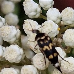 Hoshihananomia leucosticta at Bungonia, NSW - 17 Nov 2024