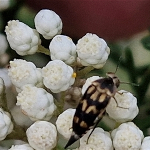 Hoshihananomia leucosticta at Bungonia, NSW - 17 Nov 2024