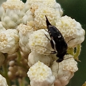 Mordella sp. (genus) at Bungonia, NSW - 17 Nov 2024