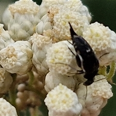 Mordella sp. (genus) at Bungonia, NSW - 17 Nov 2024