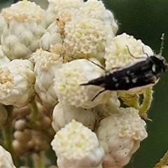 Mordella sp. (genus) at Bungonia, NSW - 17 Nov 2024