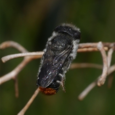 Megachile sp. (several subgenera) at Freshwater Creek, VIC - 11 Nov 2024 by WendyEM