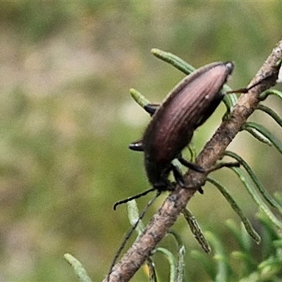 Homotrysis cisteloides (Darkling beetle) at Bungonia, NSW - 17 Nov 2024 by trevorpreston