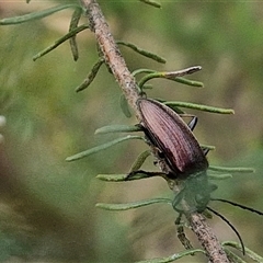 Homotrysis cisteloides at Bungonia, NSW - 17 Nov 2024 10:45 AM