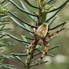 Salsa fuliginata (Sooty Orb-weaver) at Bungonia, NSW - 17 Nov 2024 by trevorpreston