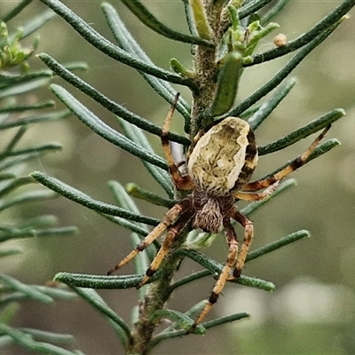 Salsa fuliginata (Sooty Orb-weaver) at Bungonia, NSW - 17 Nov 2024 by trevorpreston